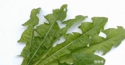 温润性|农村的这四种常见野菜,都是农村人的美食,城市人很难吃到了!