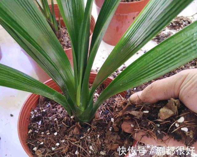 秋天养君子兰,“死记硬背”四大原则,冬天大爆花,花箭拔得多