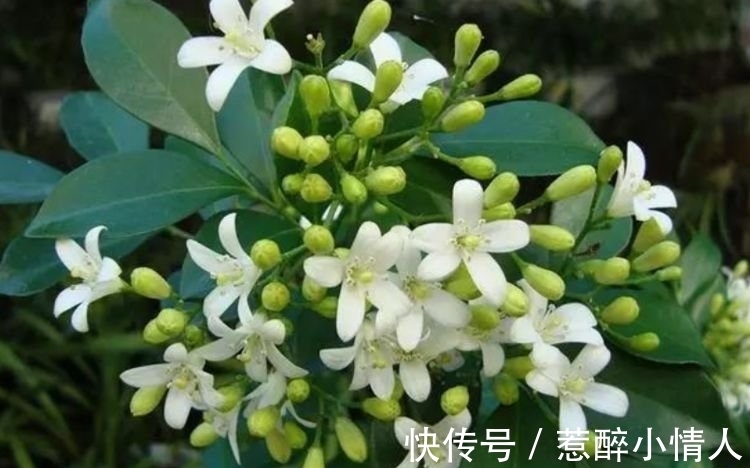 春夏秋冬|阳台养这几种花，好养易开花，开花速度快，个个美的出奇！