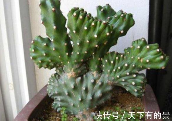 添子|3种丑的难入眼的花，养在家里能镇宅吉祥