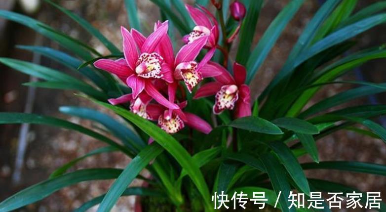 花色|养兰花红贵妃,盆栽显贵气,开花色艳浓香,易活