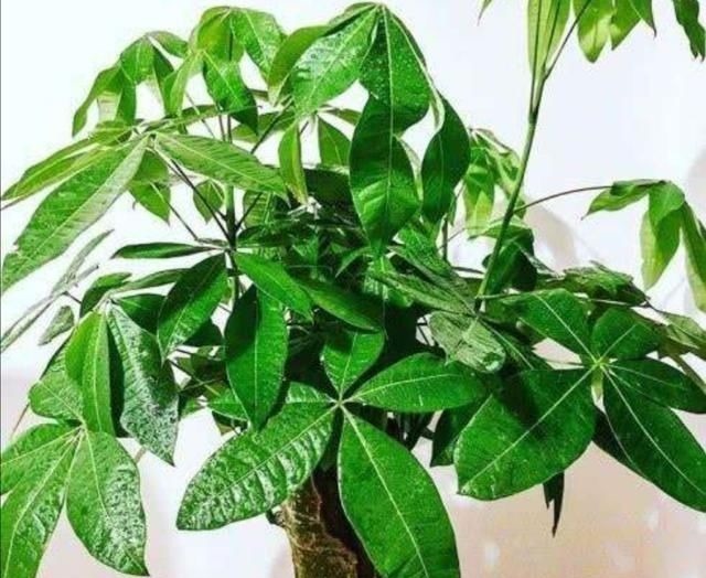 适合客厅养的6种植物,姿态优美,美观大方,寓意又美好