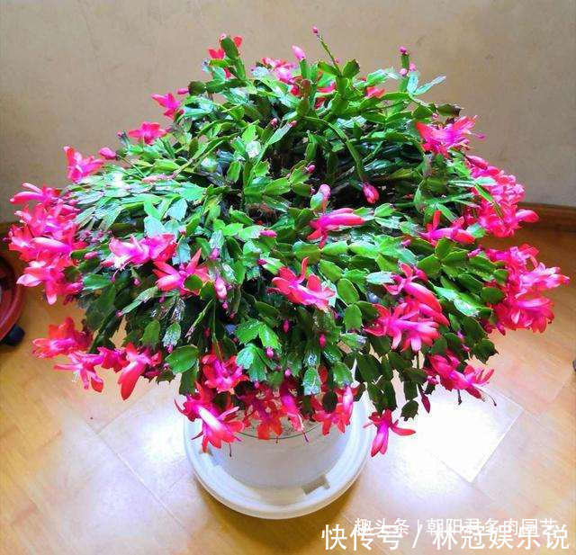 花旺|养蟹爪兰,花盆里撒点‘小豆豆’,叶子坚挺开花旺