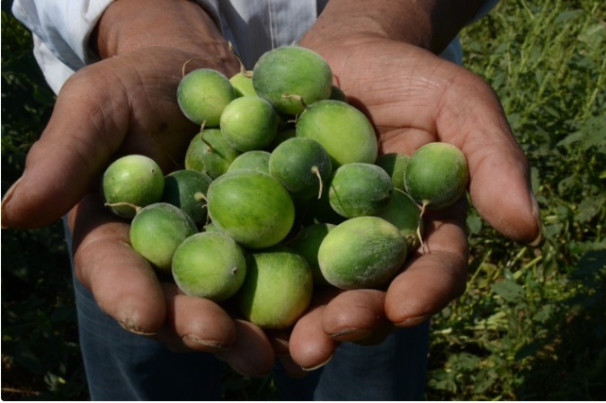食用价值|农村即将“消失”的野果子,吃过4种正常,全吃过的说明您真老了