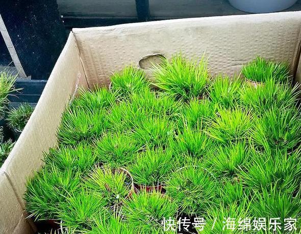 此种绿植叶片比香水还香,放浴室清除异味效果好,管理相当省心