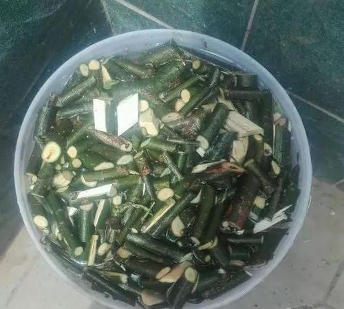 再萎蔫难养的花,盆里浇1勺水,根系健硕,花开更加旺盛