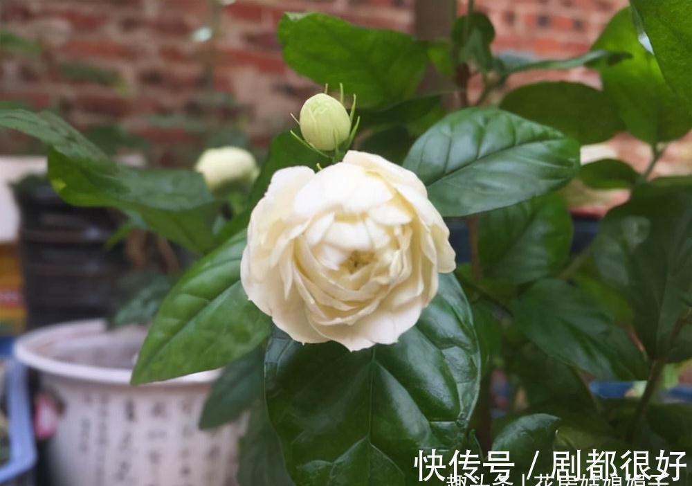 虎头茉莉虽然养殖难度大,但做好这几点,也能轮番开花赛牡丹