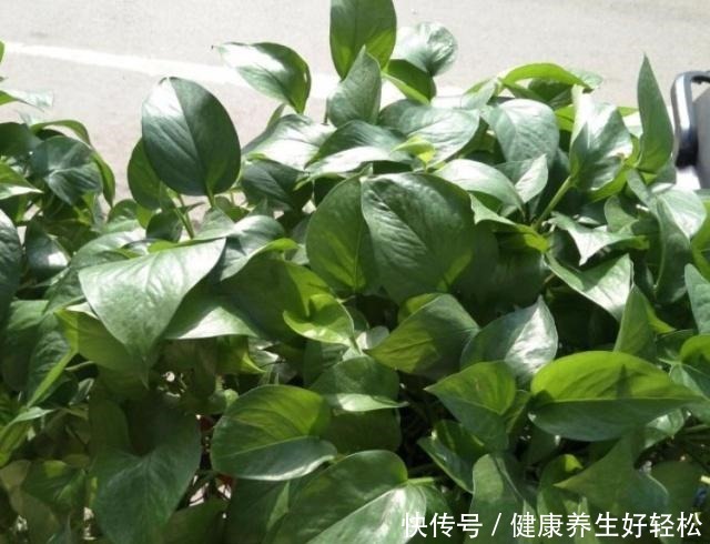 家有这2种“垃圾”,是养花的“宝贝”,平时别扔了,养绿萝超旺!