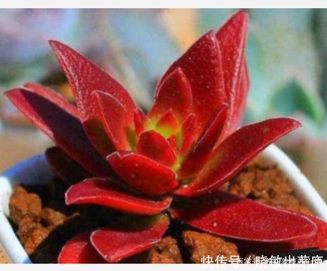 6种皮实好养的多肉，冬天阳光一照叶色鲜红鲜红的