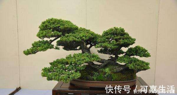 金银花|花友公认具有灵性的绿植，你需要知道它们