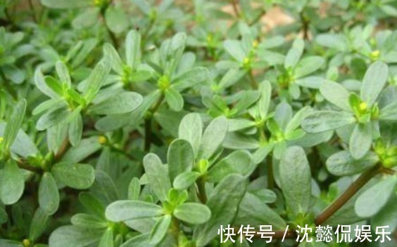 常吃|夏天养生好时机,推荐常吃4野菜,补血益气,延缓衰老,好处多多