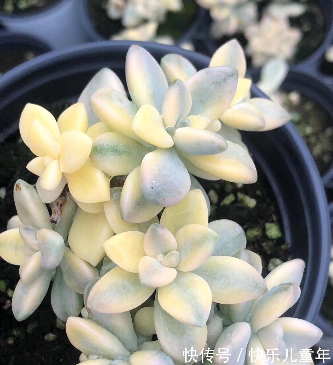 炭土|金黄色的美杏锦,1棵才要5块钱,买之前想好了,小心掉叶子