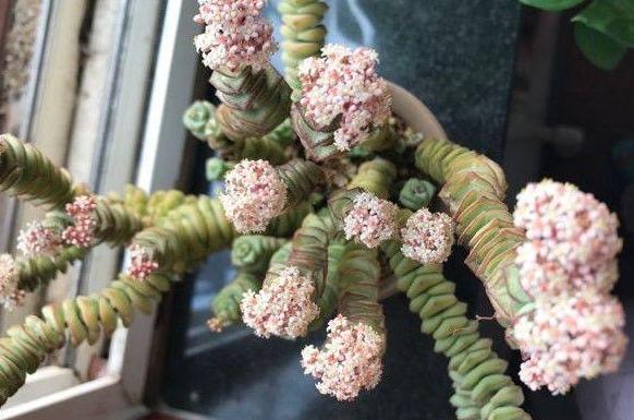 钱串景天、星乙女，多肉里的吉祥物，好看好养，还能招财！