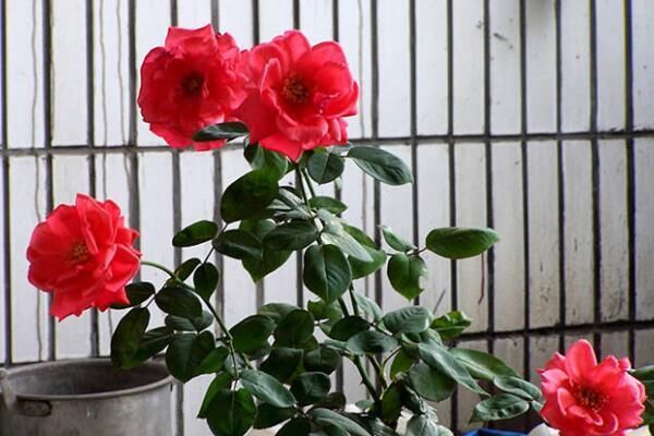  方法|过年都爱摆几盆长寿花，学会5种“扦插”方法，长寿花一盆变多盆