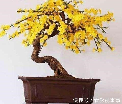 冬剪|盆景如何科学剪枝、控剪、冬剪,初学者要收藏!