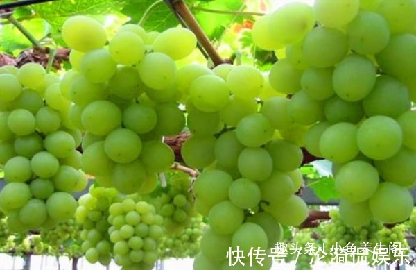 青葡萄|女人想皮肤好,可常吃以下食物,排毒抗衰,美容养颜,呵护身体