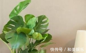 风水|此3种花随便养一盆，兴家又旺财，过得好的人都养！