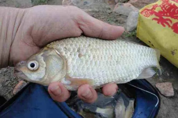 冬天,这鲫鱼钓法我隔三差五就想用,中鱼率高不空竿,钓完特过瘾