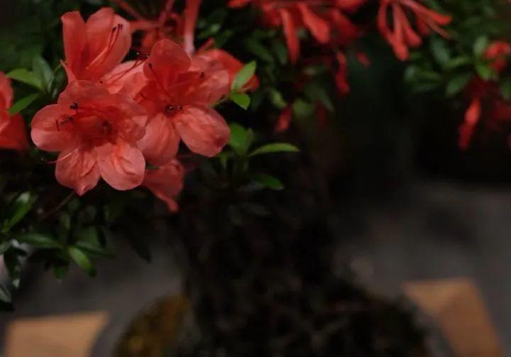 最小的盆,养最牛的花,还能开爆盆,真牛!