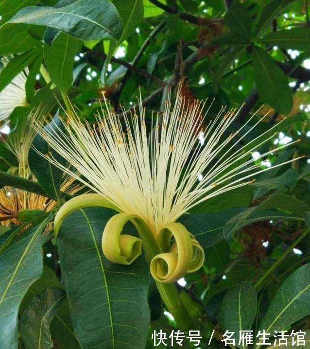 植株|3种绿植，开花便是“好兆头”，家里放一盆，日子顺风又顺水