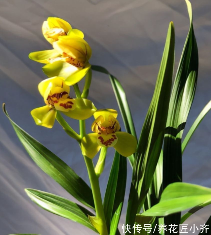 秋季兰花养护截然不同，通过3点入手，合理改变才能发新芽长花苞