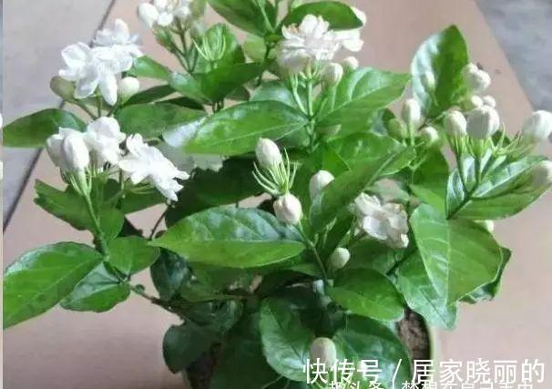 茉莉花|这“3种”植物,花香四溢,抑制异味,家里养1盆,空气更清新!