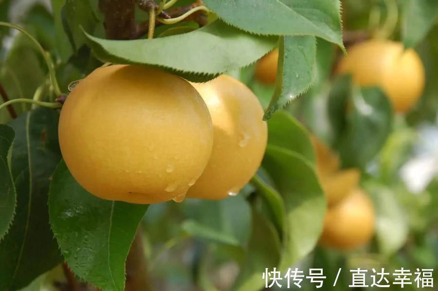 秋冬|秋冬换季常生病,6种水果多吃!强身健体还能美容养颜!