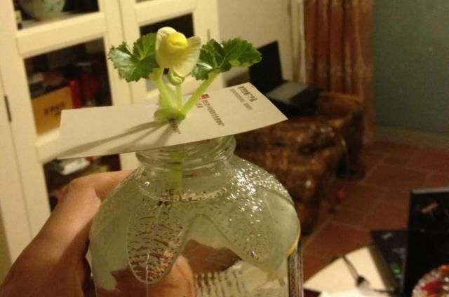 浇水|公认最难养的8种花，叶子动不动就发蔫，新手慎买！