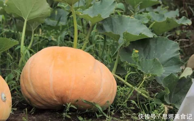 小编|南瓜子不要扔!治疗痔疮有奇效!