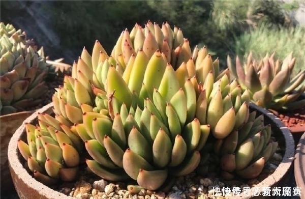 只有少数人才知道 用这种方法 短时间就能让多肉植物变旺盛 粉紫色 只有少数人才知道 用这种方法 短时间就能让多肉植物变旺盛 粉紫色