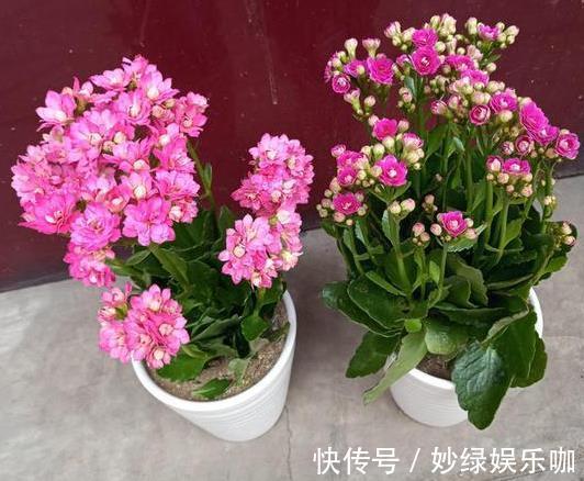 “4种花”新年养,寓意“旺财”,还能开出花朵,越看越美,值!