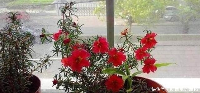 这4种花,最适合“懒人”养,家里种一盆,越不管它长得就越好!