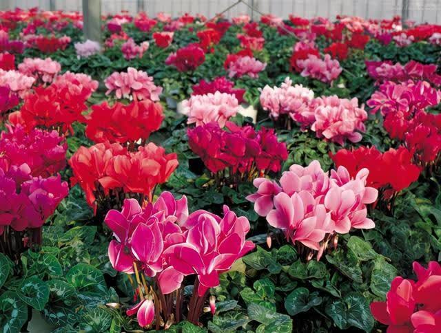 4类“坑人花”,漂亮却活不长,新手“别上当”,买了养不活