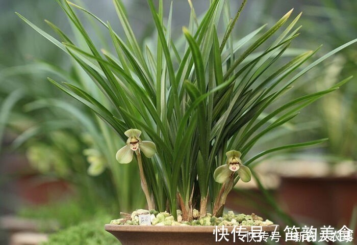 中国兰|“空中幽灵”现身喜马拉雅山,形似跳跃的青蛙,轰动了兰花界
