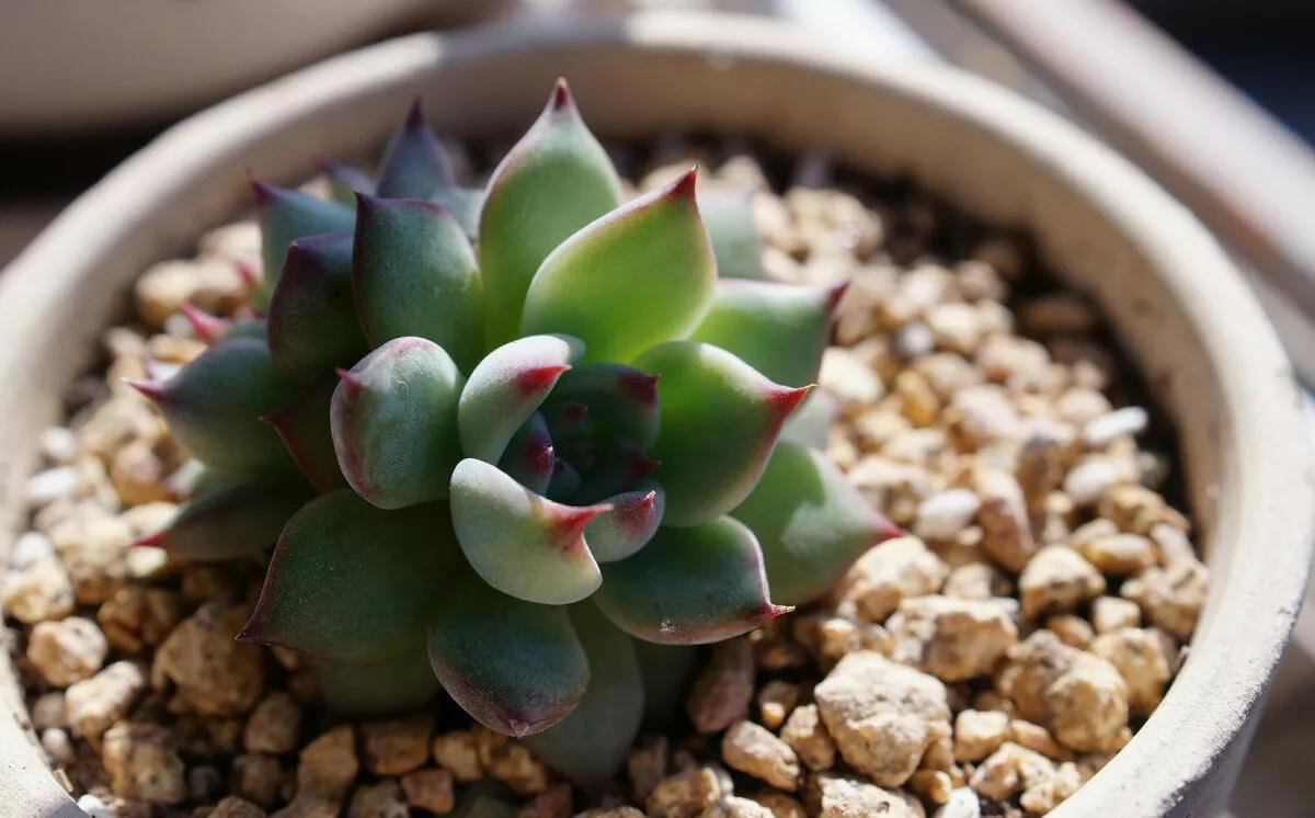 名字像娃娃,形态像莲花,堪称多肉中的“杨贵妃”,是哪种多肉呢