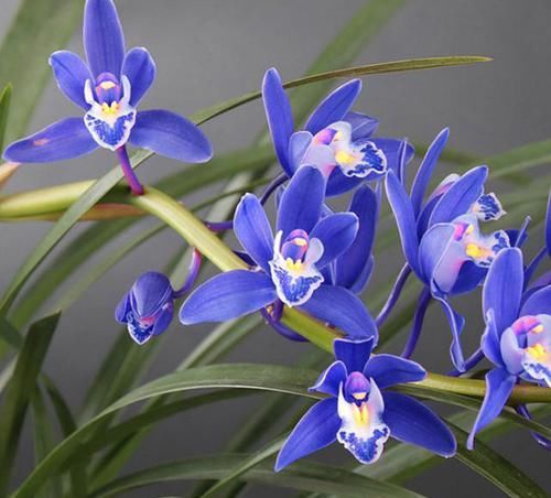  打理|名贵兰花“蓝宝石”，又美又仙，花色新颖，香味扑鼻，好养易打理