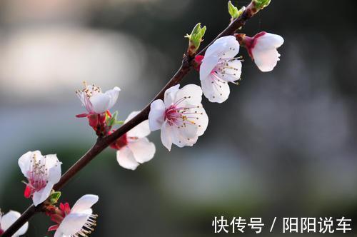 宋祁@惊蛰时节杏花盛开，一首《木兰花》，感悟宋祁对春天与人生态度