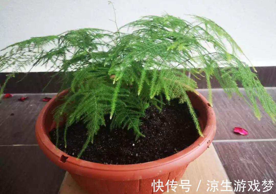 花盆里出现这东西,赶紧换土,不然一浇水就烂根