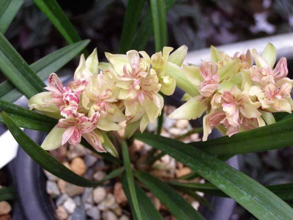 它是兰花的魁首,花型少见颜值高,曾经价格昂贵,现在走进百姓家