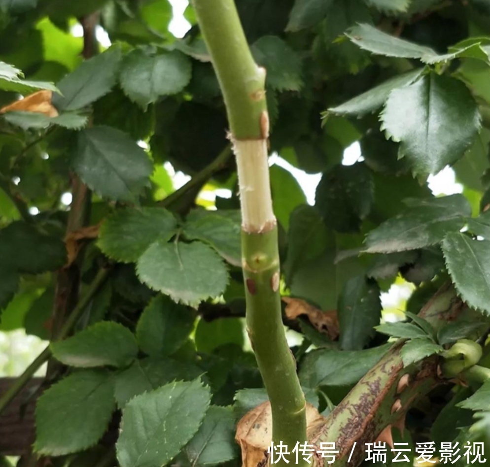 月季别再扦插了,用另1种方法繁殖,更容易成活