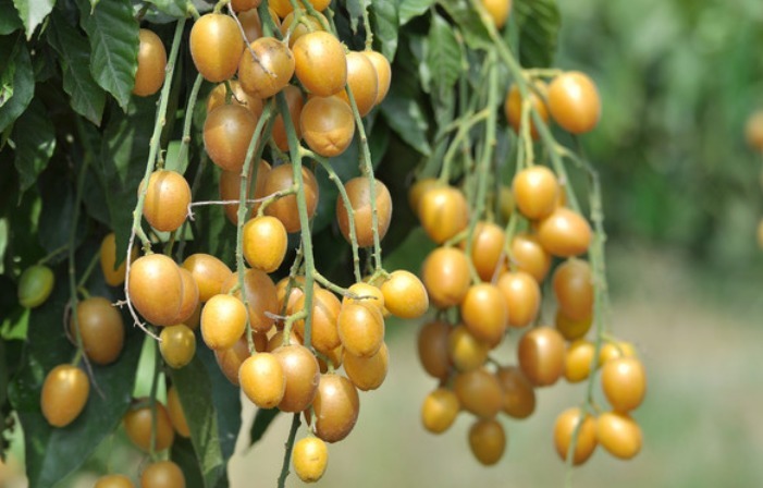 此果|晚上当零食吃几颗,一个月下来,消炎杀菌,止咳化痰,冬天不咳嗽