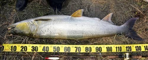 它是养殖业“害鱼”之首，能吃光水里所有鱼，凶猛无比做熏鱼一绝