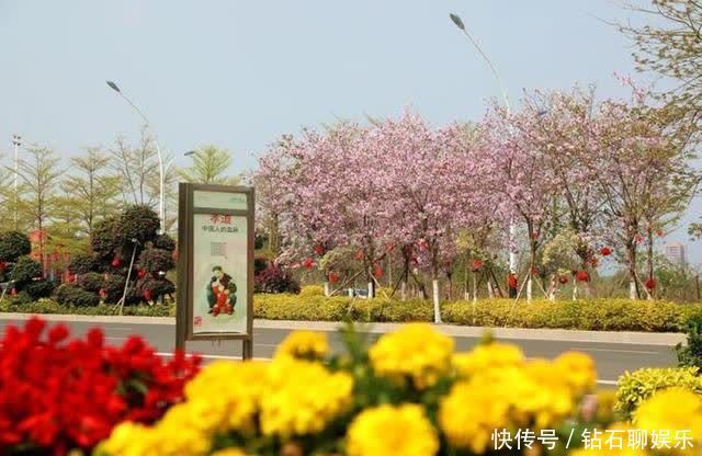 三月|花样荷城,美不胜收!