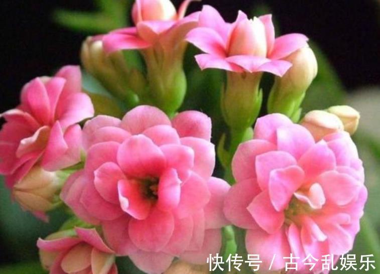 国庆之前,5种花养一盆正当时,枝繁叶茂,冬春早开花