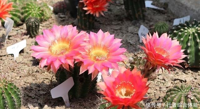 浇水|如果工作太忙没时间,家中养这4种花,基本不用管,开花非常美!