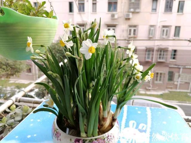 有毒花|8种常见“有毒花”，小心误买回家，家里有小孩要谨慎，安全第一