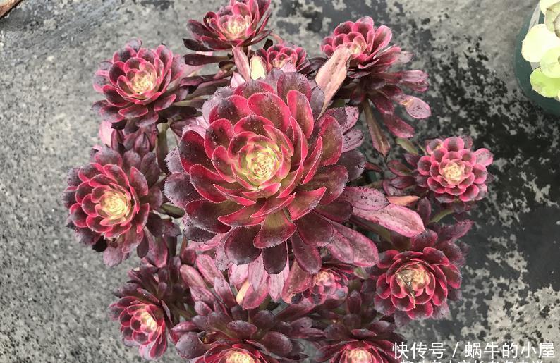 叶片|多肉法师的叶片暗淡无光原因很多,并非只有缺肥才会出现这种情况