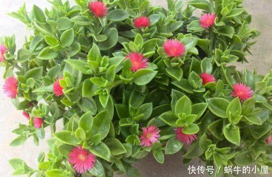 4种花被称为开花机器,一开就是大半年,花香阵阵,花朵大