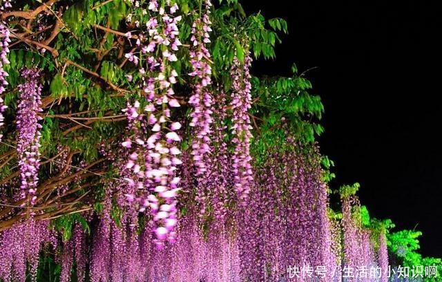 家养紫藤花,一养一百年,开成花隧道,紫气满园来!