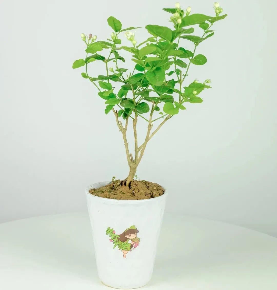 家里养了月季，花后使劲剪，越剪越开花，真省心